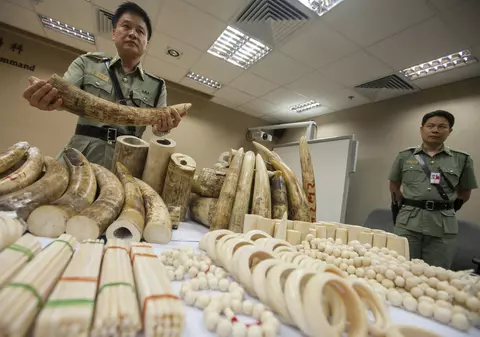 Studiu: Traficanții de fildeș, urmăriți cu ajutorul AND-ului elefanților