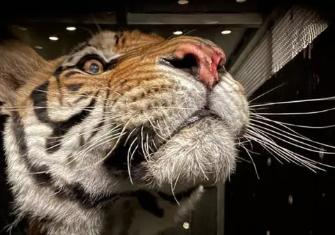 Tigrii abandonați de 15 ani pe un câmp din Argentina au fost salvați. Unul dintre exemplare, botezat Messi