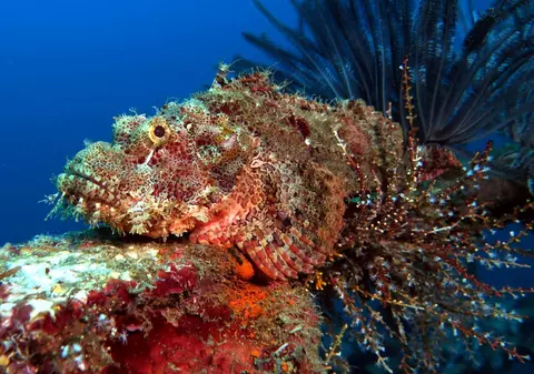 Animale care se camuflează. Top 10 viețuitoare uimitoare