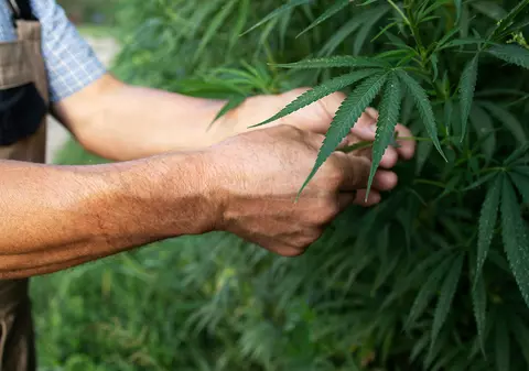 Canabisul recreaţional devine legal în Germania, în ciuda criticilor