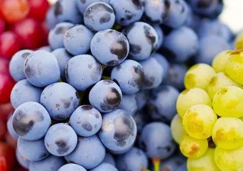 Cum să crești struguri din butași