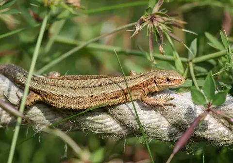 Specii de reptile din România - care sunt și unde trăiesc