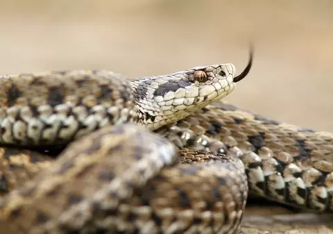 Specii de șerpi din România. Care sunt cei mai veninoși
