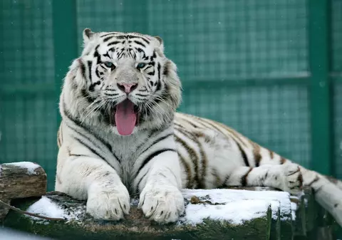 Animalele de la grădina zoologică din Harkov vor fi eutanasiate, după ce armata rusă le-a distrus habitatul