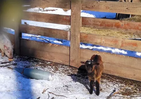 O rachetă a aterizat în mijlocul grădinii zoologice din Harkov. Animalele care riscau să fie eutanasiate, preluate de voluntari