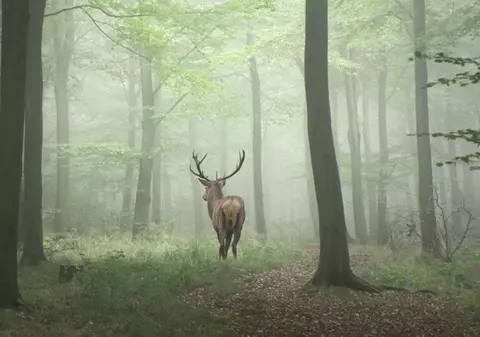 Animale care trăiesc în pădure și lucruri interesante despre ele