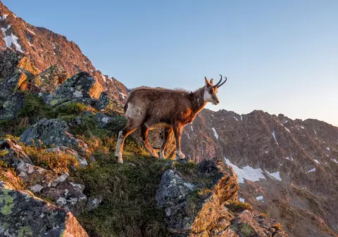Animale care trăiesc la munte și curiozități despre ele