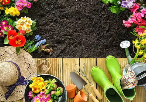 Flori și plante rezistente la secetă