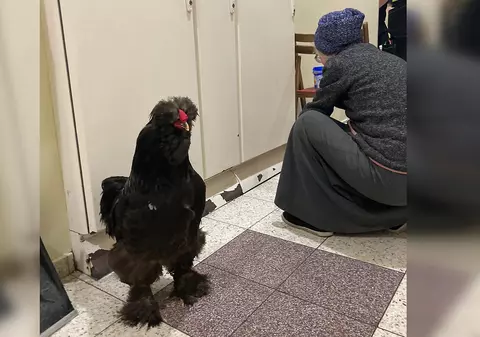 O ucraineancă și-a luat cu ea cocoșul, la plecarea din Mariupol. „N-aș fi putut să-mi părăsesc prietenul”