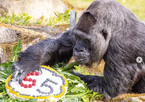 Cea mai bătrână gorilă din lume a împlinit 65 de ani. Fatou a primit tort de ziua ei