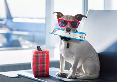 Pașaport pentru animale - ce preț are și de unde se poate obține