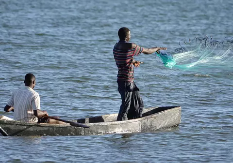 Delfini, lamantini și țestoase. Ce animale acvatice mari sunt vânate și comercializate în Africa