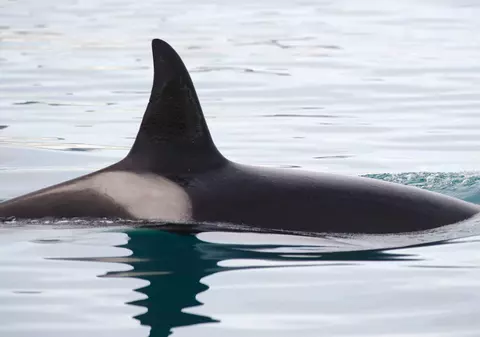 O balenă ucigaşă a ajuns blocată pe râul Sena. Experții au o soluție hi-tech pentru a-i salva viața