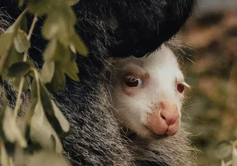 Senzație la o grădină zoologică din Germania. O femelă cangur a născut un pui complet alb