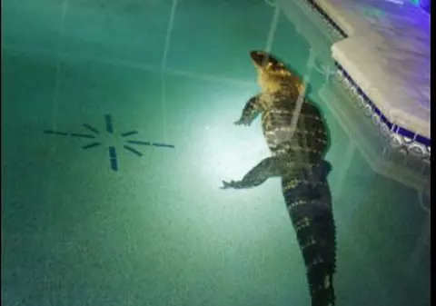 Un aligator de peste 3 metri, găsit de o familie în piscina casei, în Florida: ”Era uriaș, un monstru”