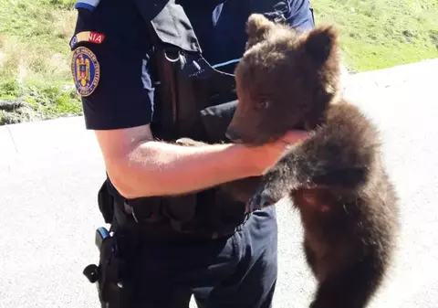 Ursulețul „Norocel”, salvat dintr-un copac de jandarmii din Bacău