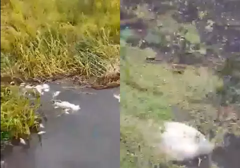 Grămezi de pești morți pe canalul Bega, în apropiere de Timișoara, din cauza vremii extreme din ultima perioadă