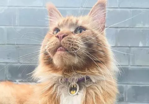 Motanul Max, furat de ruși din Bucha și dus în Belarus, s-a întors la stăpâni după 80 de zile