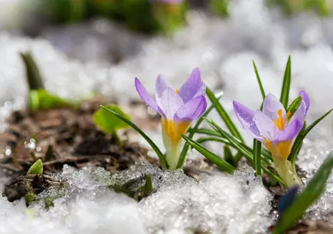 Ce este zăpada mieilor - legendă și semnificație