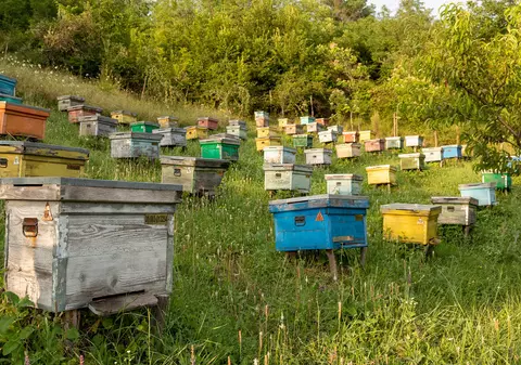 Istoria apiculturii în România. Județul Vaslui, raiul mierii naturale