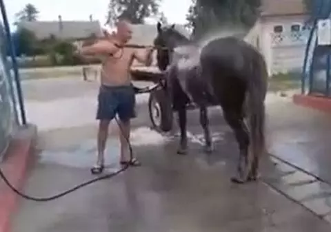 VIDEO | Cu calul la spălătorie. Soluție inedită pe timp de caniculă, în Timiș