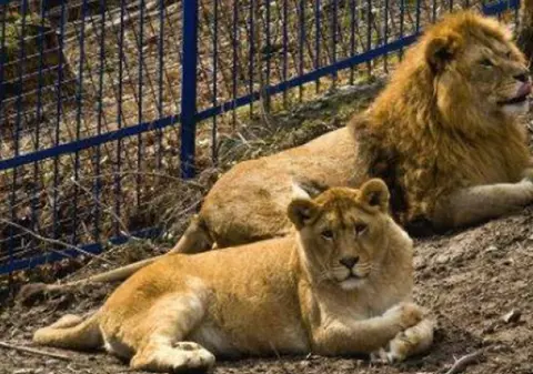 Doi lei au scăpat din cușcă, la Grădina Zoologică din Rădăuți. Oamenii din zonă au primit avertizare Ro-Alert