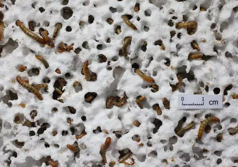 O specie nouă de „superviermi” care mănâncă plastic ar putea revoluționa reciclarea