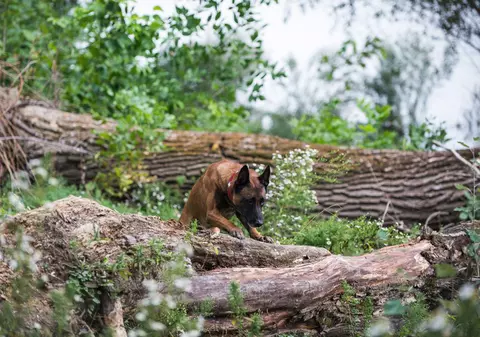 Un câine al polițiștilor de frontieră din Belarus a fugit în Polonia, după trei încercări nereușite