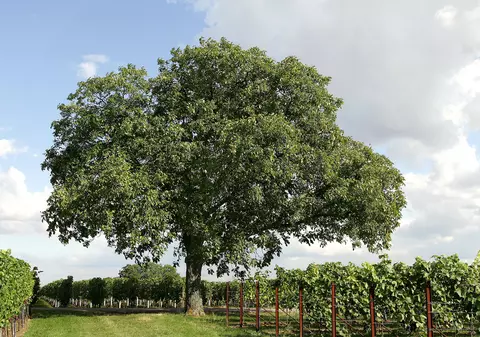 De ce nu este bine să tai nucul din curte
