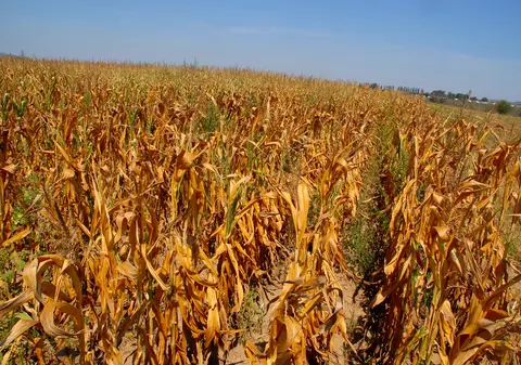 România e pe cale să aibă cel mai secetos an din ultimul secol. Un specialist explică și cum pot unii fermieri să evite dezastrul din agricultură