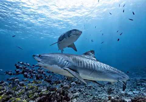 Cele mai periculoase specii de rechini și unde se găsesc