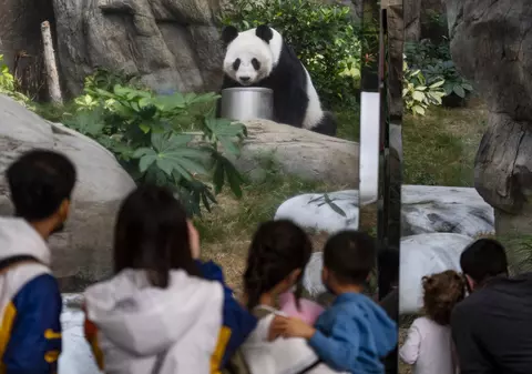 A murit An An, cel mai bătrân mascul panda uriaș din lume, la vârsta de 35 de ani