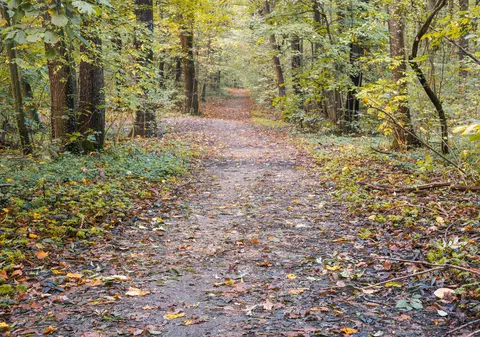 Droguri găsite în pădurea Băneasa, în apropierea Academiei de Poliție. Poliția îi caută pe făptași