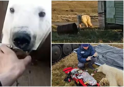 Urs polar filmat când cere oamenilor ajutor, după ce i-a rămas o cutie de lapte condensat înfiptă în dinți, în cea mai nordică așezare din Rusia