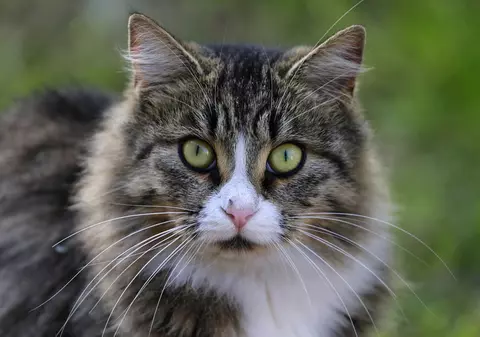 Orașul german unde primești 500 de euro amendă dacă nu-ți supraveghezi pisica. Motivul deciziei autorităților din Walldorf