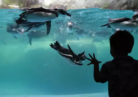 Pinguinii de la un acvariu din Japonia primesc pește mai ieftin din cauza inflației și nu sunt deloc mulțumiți de asta