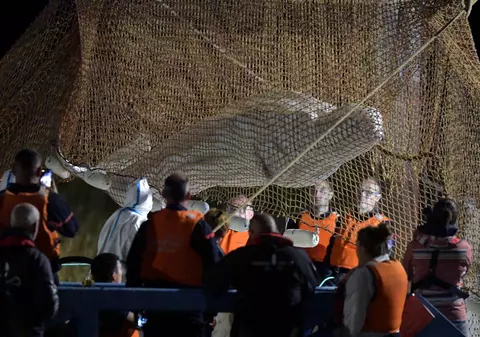Beluga blocată în apele Senei a fost eutanasiată în timpul transportului către mare. „Suferința era evidentă pentru acest animal”