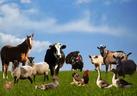 Cât trăiesc animalele domestice