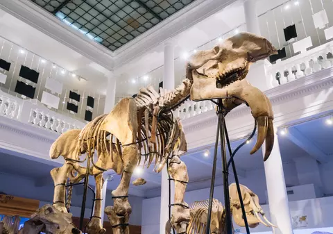 Cine a fost Grigore Antipa