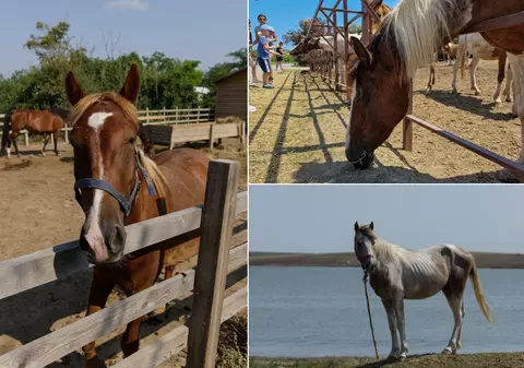 Ce fac cei 23 de cai chinuiți de la Techirghiol, la un an și jumătate după ce au fost descoperiți