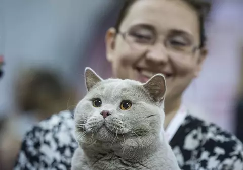 Pisicile dintr-un oraș din Germania nu au avut voie să iasă trei luni din case pentru a proteja o pasăre pe cale de dispariție