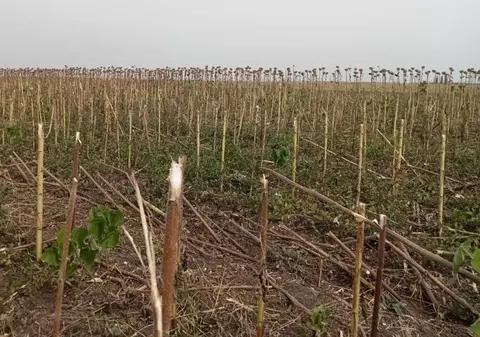 Trei hectare de floarea-soarelui din Giurgiu, recoltate de hoți. La cât se ridică paguba