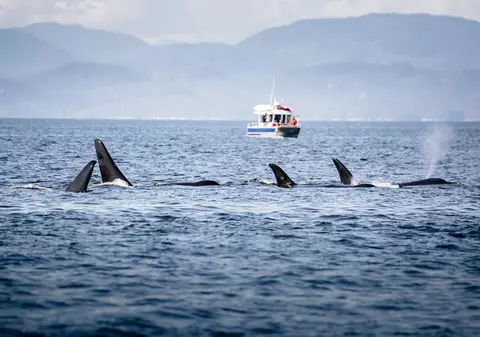 Balenele ucigașe atacă nave cu pânze în apropierea coastelor europene. Oamenii de știință nu știu de ce
