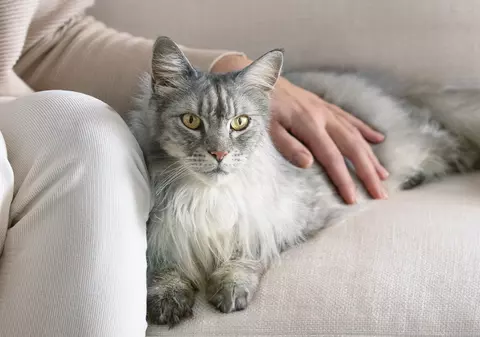 Ce ar trebui să conțină hrana pentru pisica ta