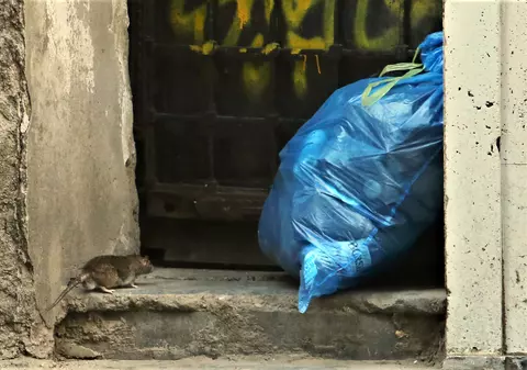 FOTO. Șobolanii își fac de cap pe străzile din București. Unde pot face cetățenii reclamații
