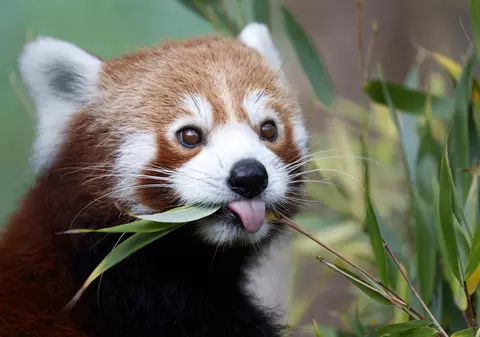 Un pui de panda roșu, specie pe cale de dispariție, s-a născut în grădina zoologică din Hertfordshire