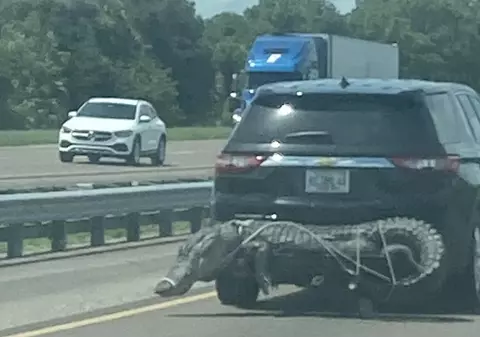 Cu aligatorul pe autostradă, în SUA. „Am fost șocată, nu mi-a venit să cred”