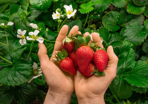 Căpșuni sau căpșune. Cum se scrie corect