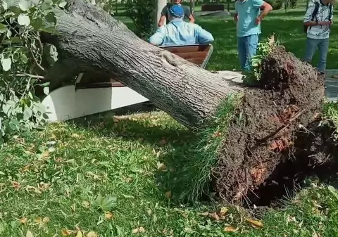 Un copac s-a prăbuşit peste un bărbat care stătea pe o bancă într-un parc din Slatina. Polițiștii au deschis dosar penal