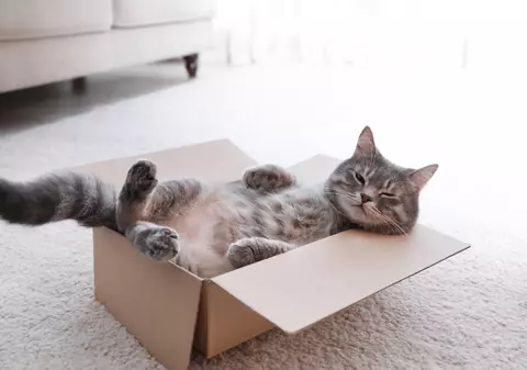 De unde se spune că pisicile au nouă vieți